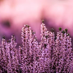 Erikablüten ganz Bio (100g)