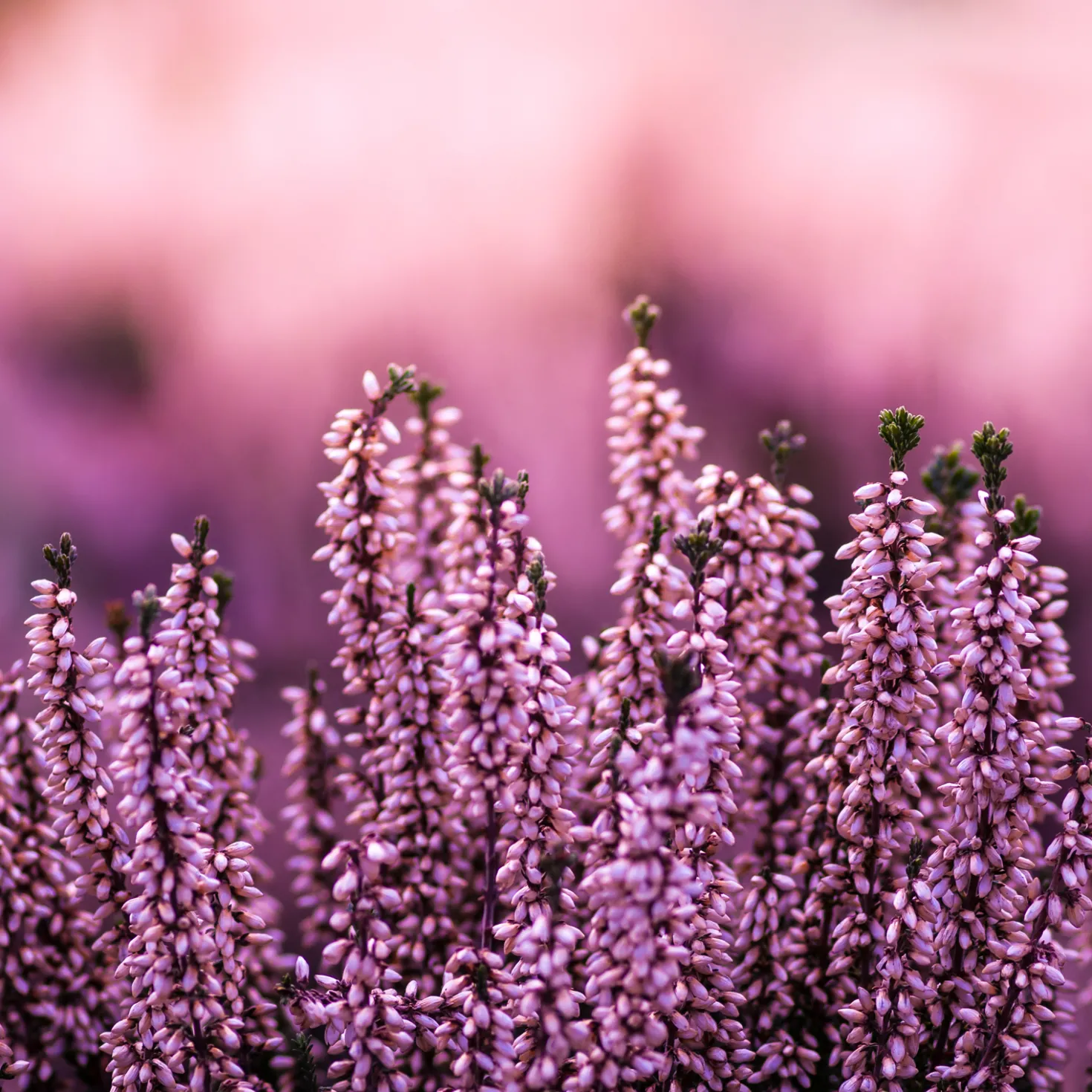 Erikablüten ganz Bio (250g)