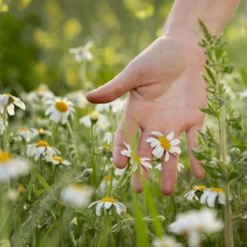 Kamillenblüten ganz (1000g)