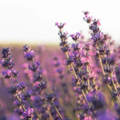 Lavendelblüten ganz Bio (500g)
