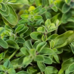 Oregano geschnitten (1000g)