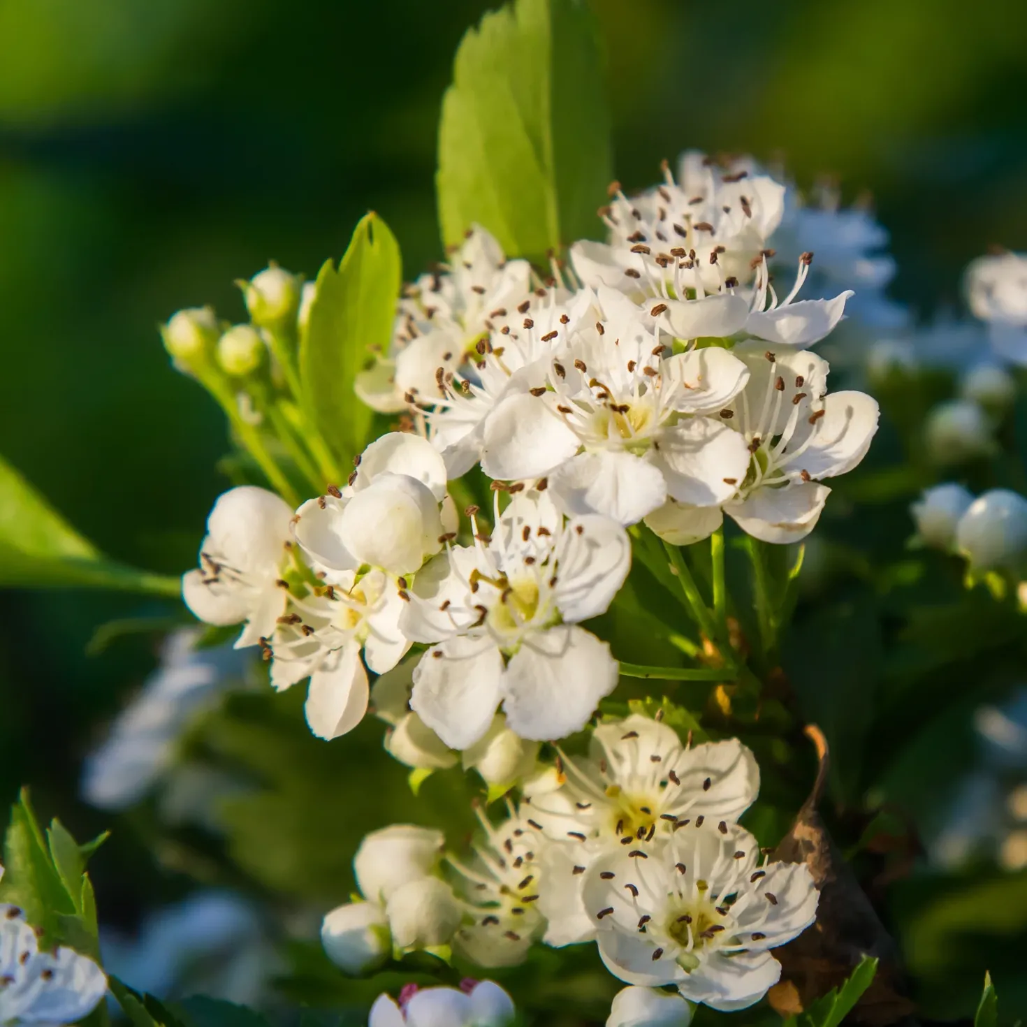 Weißdornblätter mit Blüten geschnitten (1000g)